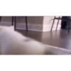 kittenwow 23