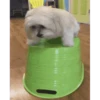 Annoying Animals 12