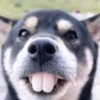 Annoying Animals 13