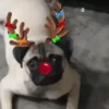 Renos Navidad Mov 26