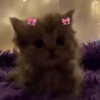 kittenwow 24
