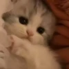 kittenwow 25