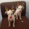 Renos Navidad Mov 27