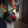 Renos Navidad Mov 28