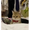 Annoying Animals 14