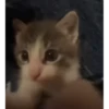 kittenwow 26