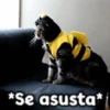 🎃 Halloween Pets 🎃 9