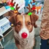 Renos Navidad Mov 29