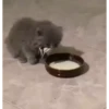 kittenwow 27