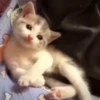 kittenwow 28