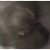 kittenwow 29
