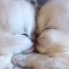 kittenwow 30