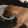 Perritos Memes Mix 🐶🐕 14