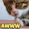 Cats gif 10