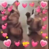 Gatos Bugados Memes 15