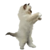 Cats gif 14