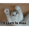 Koceng 10