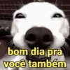 Reações e pets 😍 17
