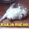 Cats gif 13