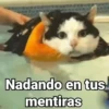 😻Gatitos con Frases🧶 18
