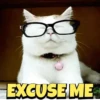 Cats gif 7
