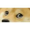 Dog Animated 10