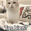 😻Gatitos con Frases🧶 26