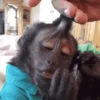 Monkeys 5