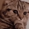 Animals 15