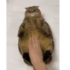 Cats gif 12