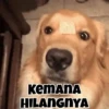 Koceng 18