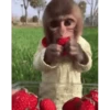 Monkeys 7