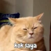 Kitty 8