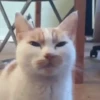 🐾❤️Gatitos para ti😻😽 2 10