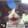 😻Gatitos con Frases🧶 23