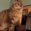 Animals 11