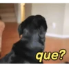Reações de animais fofinhos 🥰 11