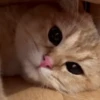 Animals 18