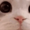 🐾❤️Gatitos para ti😻😽 2 8