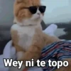 😻Gatitos con Frases🧶 17