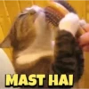 Cats gif 6