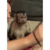 Monkeys 8