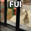 Gatos Bugados Memes 10