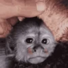 Monkeys 9