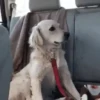 Perritos Mov 1 🐕🐶🐾 16