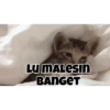 Koceng 15