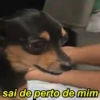 Pinchers e Chihuahuas 16
