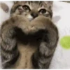Cute cat 11