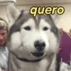 Reações de animais fofinhos 🥰 7
