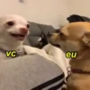 Pinchers e Chihuahuas 11